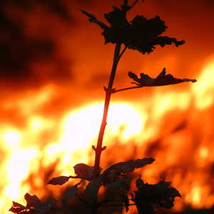 fire2